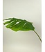 monstera blad | groen | 85 centimeter | Per stuk te bestellen