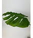 monstera blad | groen | 85 centimeter | Per stuk te bestellen