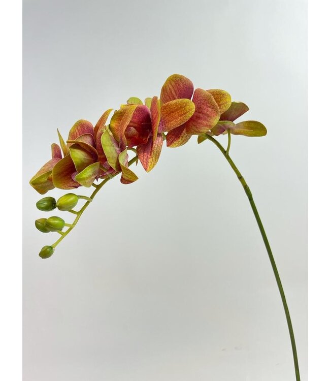 orchidee | roze | 70 centimeter | Per stuk te bestellen