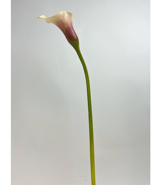 calla | roze | 75 centimeter | Per stuk te bestellen