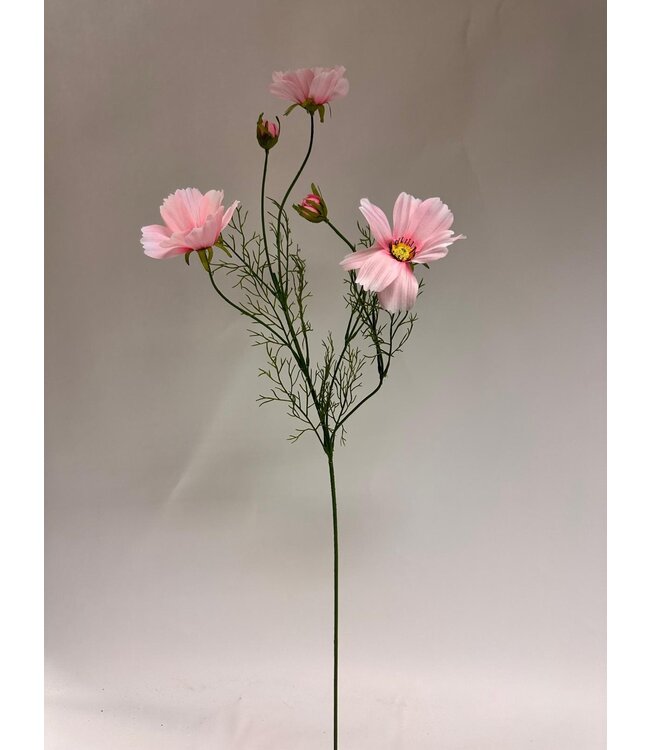 cosmea | pink | 90 centimeter | Per stuk te bestellen