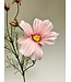 cosmea | pink | 90 centimeter | Per stuk te bestellen