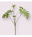 geranium blad | groen | 61 centimeter | Per stuk te bestellen