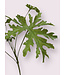 geranium blad | groen | 61 centimeter | Per stuk te bestellen