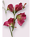 lathyrus | roze | 64 centimeter | Per stuk te bestellen