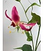 gloriosa | fuchsia | 120 centimeter | Per stuk te bestellen