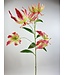 gloriosa | roze | 95 centimeter | Per stuk te bestellen