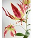 gloriosa | roze | 95 centimeter | Per stuk te bestellen