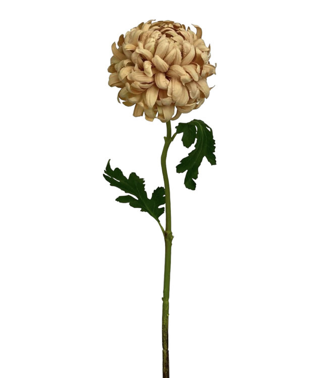 Nude chrysant zijden bloem | Lengte 63 centimeter | Per stuk te bestellen