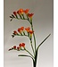 freesia| oranje | 80 centimeter | Per stuk te bestellen