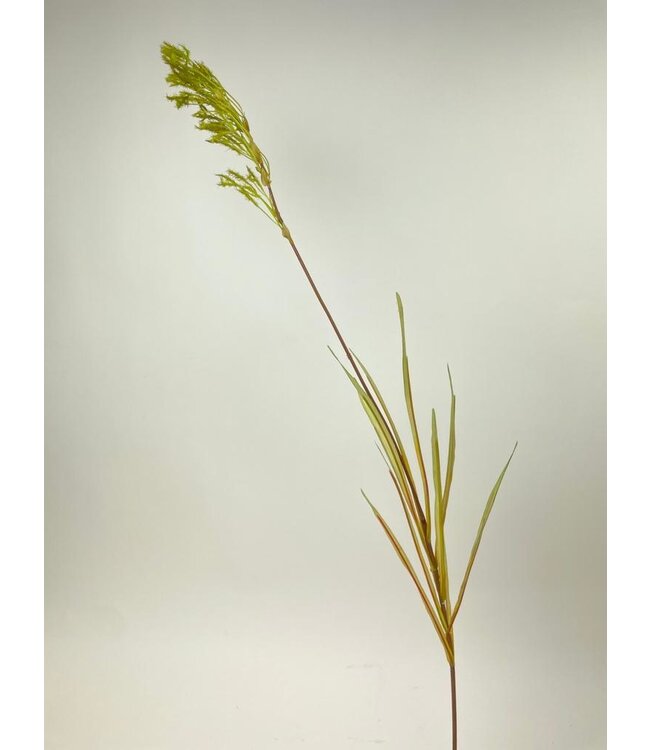 pampas gras | groen | 95 centimeter | Per stuk te bestellen