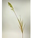 pampas gras | groen | 95 centimeter | Per stuk te bestellen