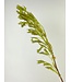 pampas gras | groen | 95 centimeter | Per stuk te bestellen