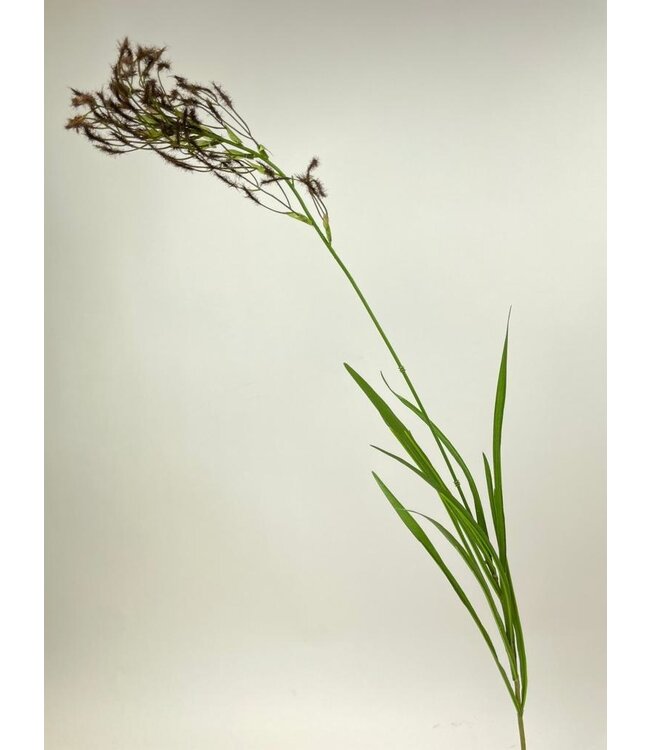 pampas gras | bruin | 95 centimeter | Per stuk te bestellen