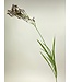 pampas gras | bruin | 95 centimeter | Per stuk te bestellen