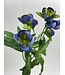 helleborus | blauw | 45 centimeter | Per stuk te bestellen