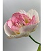 tulp | roze | 53 centimeter | Per stuk te bestellen