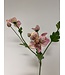 helleborus | roze| 60 centimeter | Per stuk te bestellen