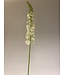 eremurus | wit | 106 centimeter | Per stuk te bestellen