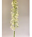 eremurus | wit | 106 centimeter | Per stuk te bestellen