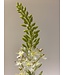 eremurus | wit | 106 centimeter | Per stuk te bestellen