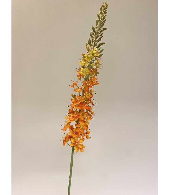 eremurus | oranje | 106 centimeter | Per stuk te bestellen