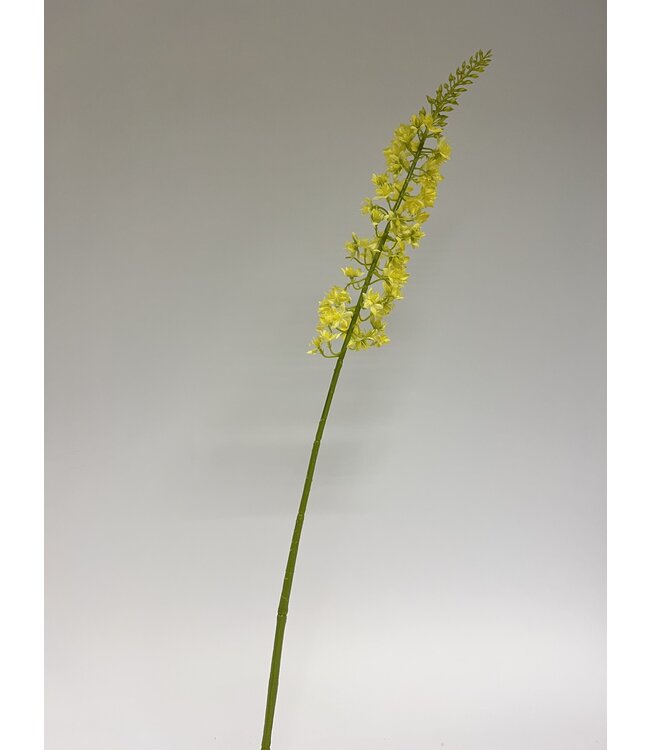 eremurus | geel | 82 centimeter | Per stuk te bestellen