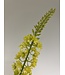 eremurus | geel | 82 centimeter | Per stuk te bestellen