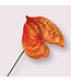 anthurium | oranje | 66 centimeter | Per stuk te bestellen