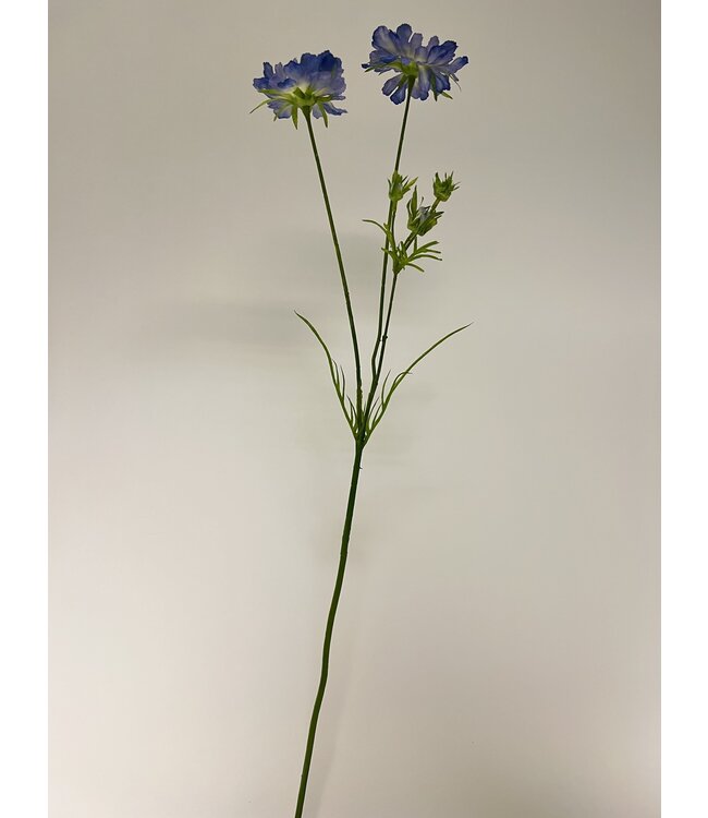 scabiosa | blauw | 80 centimeter | Per stuk te bestellen