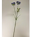 scabiosa | blauw | 80 centimeter | Per stuk te bestellen