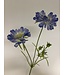 scabiosa | blauw | 80 centimeter | Per stuk te bestellen