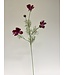 cosmea | fuchsia | 90 centimeter | Per stuk te bestellen