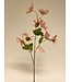 helleborus | roze | 60 centimeter | Per stuk te bestellen