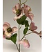 helleborus | roze | 60 centimeter | Per stuk te bestellen