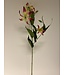 gloriosa | fuchsia | 85 centimeter | Per stuk te bestellen