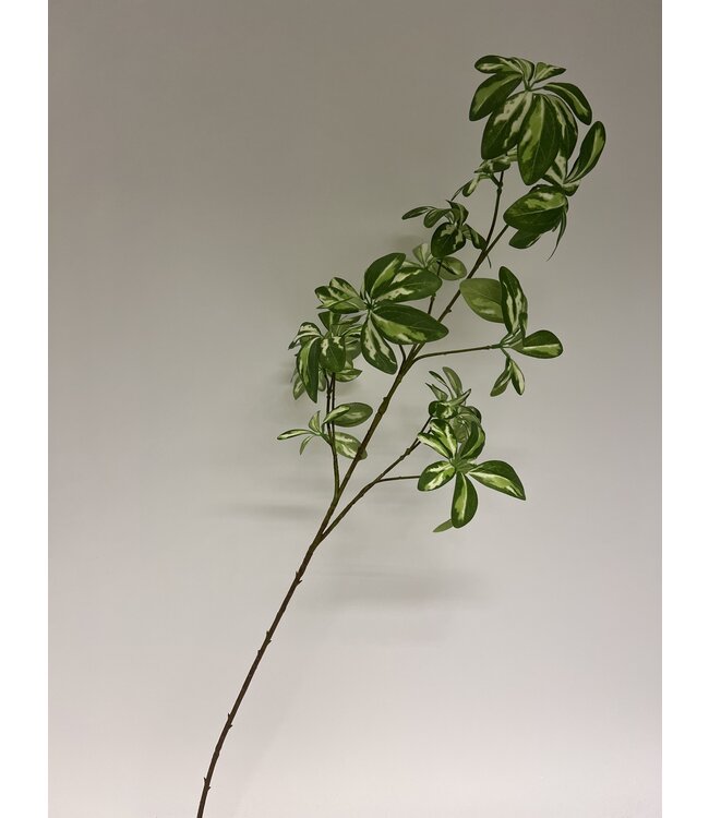 aralia | groen | 95 centimeter | Per stuk te bestellen