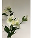 helleborus | wit | 74 centimeter | Per stuk te bestellen