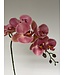 orchidee | roze| 87 centimeter | Per stuk te bestellen