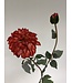 dahlia | rood | 75 centimeter | Per stuk te bestellen