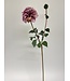 dahlia | roze | 75 centimeter | Per stuk te bestellen