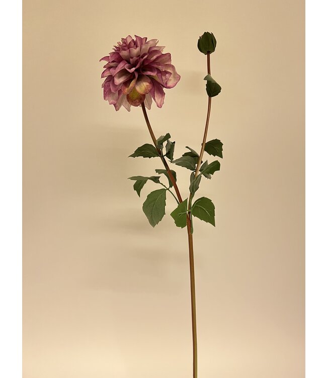 dahlia | paars | 75 centimeter | Per stuk te bestellen