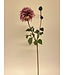 dahlia | paars | 75 centimeter | Per stuk te bestellen