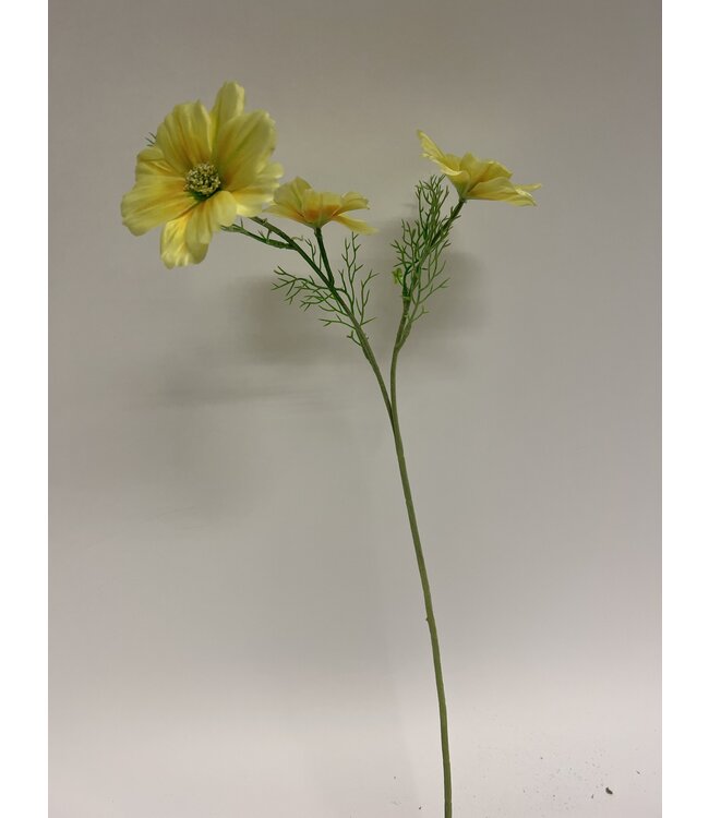 cosmea | geel | 65 centimeter | Per stuk te bestellen