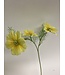 cosmea | geel | 65 centimeter | Per stuk te bestellen