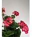 geranium | roze | 48 centimeter | Per stuk te bestellen