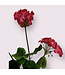 geranium | roze | 70 centimeter | Per stuk te bestellen