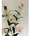 gloriosa | roze| 120 centimeter | Per stuk te bestellen