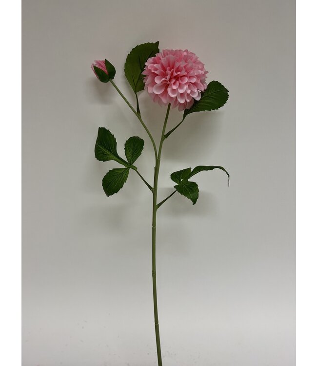 dahlia | roze | 60 centimeter | Per stuk te bestellen