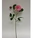 dahlia | roze | 60 centimeter | Per stuk te bestellen